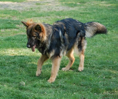 Fotos/2010vervolgTaylor/Clifford/DSC_0017[1].JPG